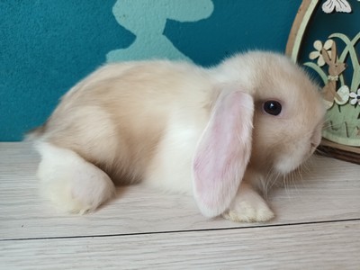 Lapins Nains Vendre