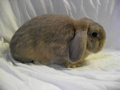 Male satin fauve